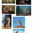 My project for course: Wildlife Illustration for Children's Books . % Dodam Madushanka tarafından hazırlanan Vektör İllüstras, onu, Dijital İllüstras, on, Çocuk İllüstras, Ve onu projesi - 12.06.2022