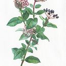 Viburnum tinus . Un proyecto de Ilustración tradicional, Ilustración botánica y Pintura a la acuarela de Georgina Taylor - 07.12.2022