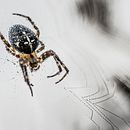 Spinnen. Een project van Fotografie van Lia van Nieuwenhuijzen - 08.12.2022