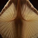 Colección física "Limited Feelings". Un proyecto de Diseño de moda, Patronaje y confección			 de Soledad Gallardo - 08.12.2022