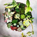Mi proyecto del curso: Arte vegetal: crea tu propio terrario abierto . % Ariel Gonzalez tarafından hazırlanan İç Tasarım, Pe, zaj Mimarisi, Dekoras, on, Kendin Yap, Ve Çiçek ve Bitki Tasarımı projesi - 12.12.2022