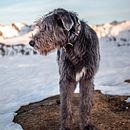 Mon projet du cours : Photographie lifestyle de chiens. Projekt z dziedziny Fotografia, Fotografia portretowa, Fotografia na Instagram, Fotografia dokumentalna,  Fotografia lifest i le użytkownika Lea Martin D’Ivry - 01.01.2022