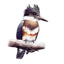 Belted Kingfisher. Un proyecto de Bellas Artes de Cole McNair - 14.12.2022