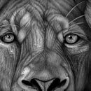 African Male Lion. Un proyecto de Bellas Artes de Cole McNair - 14.12.2022