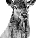 Red Deer Stag. Un proyecto de Bellas Artes de Cole McNair - 14.12.2022