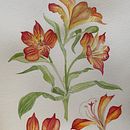 Il mio progetto del corso: Acquerello botanico: illustra l’anatomia dei fiori. Projekt z dziedziny Trad, c, jna ilustracja,  Sztuki piękne,  Malarstwo,  R, sunek, Malowanie akwarelą, R i sunek botaniczn użytkownika Bianca Carfì - 17.12.2022