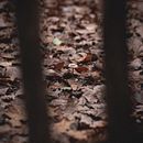 spying on mushrooms. Un progetto di Fotografia di elly m - 17.12.2022