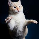 Mi proyecto del curso: Introducción a la fotografía de perros. Un projet de Photographie, Photographie de portrait, Photographie de studio, Photographie documentaire, Photographie lifest, le , et Photographie intérieure de Montse Vernet Tarrago - 19.12.2022