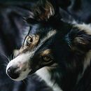 Mon projet du cours : Photographie lifestyle de chiens. Un proyecto de Fotografía, Fotografía de retrato, Fotografía para Instagram, Fotografía documental, Fotografía Lifest y le de Flora Roesener - 20.12.2022