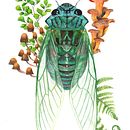 My project for course: Botanical Watercolor Painting of the Natural World. Een project van  Beeldende kunst, Schilderij, Aquarelschilderen,  Botanische illustratie y Naturalistische illustratie van rachael_10 - 21.12.2022