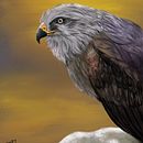 Meu projeto do curso: Ilustração naturalista de animais com Procreate . Ilustrație tradițională, Ilustrație digitală, Desen realist & Ilustrație naturalistă de Aline Jacinto - 12.18.2022