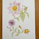 Meu projeto do curso: Aquarela realista para composições botânicas. Traditional illustration, Painting, Drawing, Watercolor Painting, and Botanical Illustration project by Mariana Homem - 12.26.2022