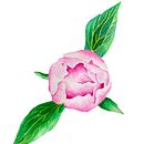 Peonies . % magdabujak tarafından hazırlanan Geleneksel illüstras, Ve on projesi - 12.27.2022