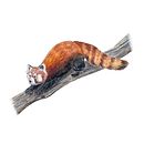 Mi proyecto del curso: Ilustración científica de animales en acuarela. Un proyecto de Ilustración tradicional, Pintura a la acuarela, Dibujo realista e Ilustración naturalista				 de Leonardo Gómez - 29.12.2022