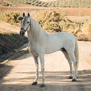 Ferram Machado. Un progetto di Fotografia, Fotografia di moda, Fotografia di ritratto e Fotografia in studio di Bosco Cárdenas - 27.12.2022