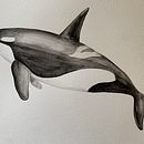 Mi proyecto del curso: Técnicas de ilustración naturalista: ballenas en acuarela. Un progetto di Illustrazione tradizionale, Design di poster , Illustrazione digitale e Manga di Tatiana Martínez - 02.01.2023