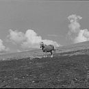 Sudtirol - Trentino analogico . Fotografi, Seni Rupa, Fotografi Film, Komposisi Fotografi, Fotografi Dokumenter, Dan Fotografi Luar Ruang proyek oleh Sara Espo - 08.25.2022
