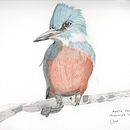 Pajaros en acuarela. Un projet de Illustration traditionnelle , et Aquarelle de Romina Olivares Rozas - 03.01.2023