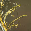 Underwater . Un projet de Photographie de heinz_3 - 04.01.2023