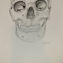 Anatomy illustration in graphite . % Lauren Yorke Worthington tarafından hazırlanan Geleneksel illüstras, Ve on projesi - 01.06.2023