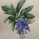 Mi proyecto del curso: Acuarela botánica: ilustra la anatomía de las flores. Ilustração tradicional, Artes plásticas, Pintura, Desenho, Pintura em aquarela e Ilustração botânica projeto de Julián Andrés Carvajal Zapata - 06.01.2023