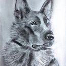 German Shepard Rüde „Applaus“. Een project van  Tekening,  Illustratie met inkt y Naturalistische illustratie van Moni Meyer - 07.01.2023