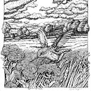 Hummingbird Meadow. Projekt z dziedziny Trad, c i jna ilustracja użytkownika Kara Skye - 06.01.2023