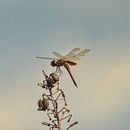 Meu projeto do curso: Fotografia para iniciantes: descubra sua câmera digital. Projekt z dziedziny Fotografia, Fotografia c, frowa,  Kompoz i cja w fotografii użytkownika Renan Santos - 08.01.2023