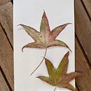 Mi proyecto del curso: Dibujo botánico realista en acuarela. Design, Traditional illustration, Fine Arts, Painting, Watercolor Painting, and Botanical Illustration project by Maria Cat - 01.08.2023