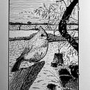Mon projet du cours : Illustration à l'encre et à la plume : représentez le monde naturel. Sketching, Drawing, Artistic Drawing, Sketchbook, Ink Illustration, and Naturalistic Illustration project by misscee - 01.09.2023