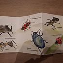 Watercolor and ink insect folded booklet. Un progetto di Illustrazione tradizionale, Artigianato e Disegno di mienekekraaijeveld - 14.01.2023