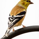 Il mio progetto del corso: Pittura a olio classica per ritratti naturalistici di uccelli Ein Projekt aus dem Bereich Bildende Künste, Malerei, Ölmalerei und Naturalistische Illustration von Riccardo Pucci - 16.01.2023