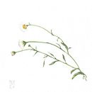 Un piccolo, bianco erbario. Un proyecto de Ilustración tradicional, Pintura a la acuarela, Ilustración botánica y Pintura gouache de Silvia Molinari - 17.01.2023