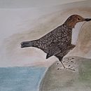 Mi proyecto del curso: Ilustración naturalista de aves con acuarela. Un proyecto de Ilustración tradicional, Pintura a la acuarela, Dibujo realista e Ilustración naturalista				 de bertagon89 - 19.01.2023