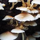 World of magic . Desain, Seni, Dan Kerajinan proyek oleh Melanie Martin - 01.20.2023