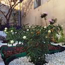 Mi proyecto del curso: Diseño de espacios verdes para tu casa Ein Projekt aus dem Bereich L, schaftsbau und Blumen- und Pflanzendesign von Viviana Moya Víquez - 28.01.2023