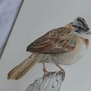 Mi proyecto del curso: Ilustración naturalista de aves con acuarela . Ilustrație tradițională, Pictură în acuarelă, Desen realist & Ilustrație naturalistă de michyfer_1314 - 01.20.2023