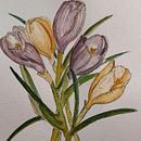 Mi proyecto del curso: Ilustración de la naturaleza con acuarela y plumilla. Traditional illustration, Fine Arts, Painting, Drawing, Watercolor Painting, and Botanical Illustration project by David Cano - 01.20.2023