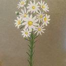 Bouquet de marguerites à la gouache. Traditional illustration project by Julie FESERT - 01.22.2023