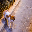 Morocco Cats. Photograph, Photo Retouching, Digital Photograph, Outdoor Photograph, Instagram Photograph, Documentar, and Photograph project by Angie Milena Alfonso Salamanca - 01.22.2023