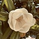 My project for course: Travel Photography with Mobile Phone for Beginners. Mobile Photograph, Outdoor Photograph & Instagram Photograph project by Diana Menghi Carmo - 01.24.2023