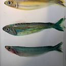 Mein Abschlussprojekt für den Kurs: Aquarellillustration von Meereswelten . Ilustração tradicional, Pintura, Pintura em aquarela e Ilustração naturalista projeto de Atelier - 25.01.2023