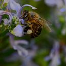 Mi proyecto del curso: Introducción a la fotografía macro. Un proyecto de Fotografía, Fotografía de producto, Fotografía de estudio y Fotografía digital de guillermo Oña Clos - 07.02.2023