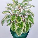 My course project for Botanical Sketchbooking. Un projet de Illustration traditionnelle de Catherine Ward - 28.01.2023