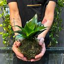 Meu projeto do curso: Kokedama: crie vasos naturais de musgo. Artesanato, Design de interiores, Paisagismo, Decoração de interiores, DIY, e Design floral e vegetal projeto de Kledir Josue - 27.01.2023