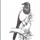 My project for course: Naturalist Illustration with Ballpoint Pen . Un proyecto de Ilustración tradicional, Dibujo, Dibujo realista e Ilustración naturalista				 de mirhayasu - 28.01.2023