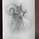 Mein Abschlussprojekt für den Kurs: Realistische Tierporträts mit Bleistift. Ilustração tradicional, Desenho a lápis, Desenho e Ilustração naturalista projeto de Mathias Schmid - 28.01.2023