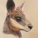 Wallaby portrait . Projekt z dziedziny Trad, c i jna ilustracja użytkownika suemackenzie186 - 25.01.2023