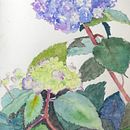 Watercolors Ein Projekt aus dem Bereich Traditionelle Illustration von Carol Bowen - 29.01.2023