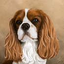 Cavalier King Charles Spaniel - portrait. Un projet de Peinture numérique de Monika Duc - 03.10.2022